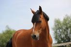 Halve stal gezocht, Dieren en Toebehoren, Paarden, Ruin