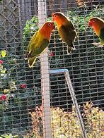 3 koppels fischeries, Dieren en Toebehoren, Vogels | Parkieten en Papegaaien, Meerdere dieren, Dwergpapegaai of Agapornis, Geringd