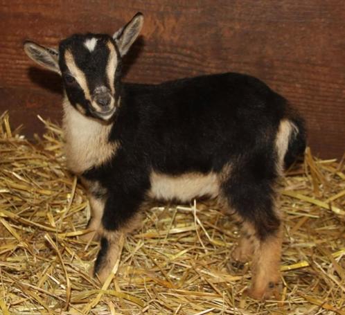 Melkgeiten (gevraagd), Dieren en Toebehoren, Schapen, Geiten en Varkens, Geit