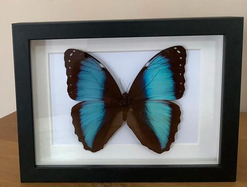 Morpho achilles in nieuwe lijst, Verzamelen, Dierenverzamelingen, Ophalen of Verzenden
