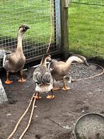 Knobbel ganzen, Dieren en Toebehoren