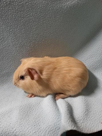 Gladhaar crème cavia beertje, Mâle, Cobaye, Domestique