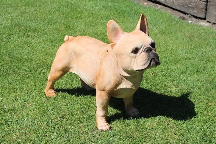 chien boule dog français debout taille naturel ., Jardin & Terrasse, Statues de jardin, Neuf, Animal, Synthétique, Enlèvement ou Envoi