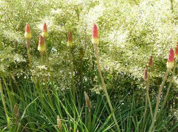 Plantes vivaces beschikbaar voor biedingen