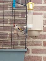 Koppel agaat  voor 160€, Dieren en Toebehoren