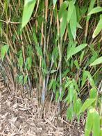 Fargesia nitida x murieliae 'schensbossen', Tuin en Terras, Planten | Tuinplanten, Ophalen of Verzenden