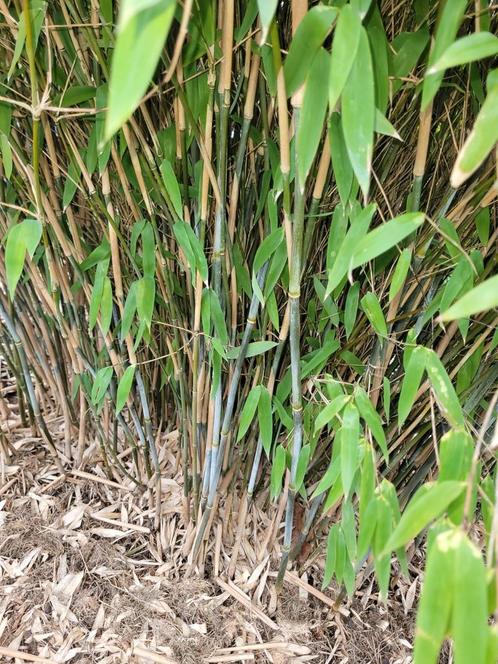 Fargesia nitida x murieliae 'schensbossen', Tuin en Terras, Planten | Tuinplanten, Ophalen of Verzenden