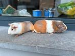 Jonge cavia’s, Animaux & Accessoires, Rongeurs, Octobre, Mâle, Domestique, Cobaye