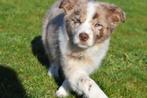 Chiots border collie, Animaux & Accessoires, Chiens | Bergers & Bouviers, Colley, Plusieurs, Belgique, Plusieurs animaux
