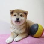 Vrolijke Belgische Shiba Inu-puppy's te koop, België, CDV (hondenziekte), 8 tot 15 weken, Meerdere