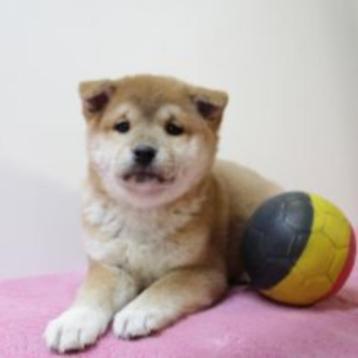 Vrolijke Belgische Shiba Inu-puppy's te koop beschikbaar voor biedingen