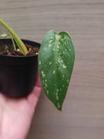 Philodendron mottled dragon, Huis en Inrichting, Ophalen of Verzenden