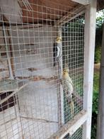Koppel valkparkieten te koop, Dieren en Toebehoren, Vogels | Parkieten en Papegaaien