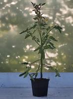 tomatenplanten "moneymaker", Ophalen