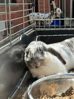 Konijn met kooi, Dieren en Toebehoren, Knaagdieren