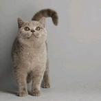 Fokpoes Lilac cinnamon carrier B, Dieren en Toebehoren, Katten en Kittens | Raskatten | Korthaar, Poes, Met stamboom, 0 tot 2 jaar