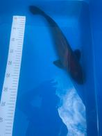 Japanse koi Chagoi, Dieren en Toebehoren, Karper of Koi