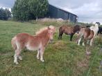 Te koop mooi nsps merrieveulen, Dieren en Toebehoren, Merrie, Gechipt