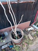 Gratis, Tuin en Terras, Ophalen, Overige materialen, Zo goed als nieuw, Tuin