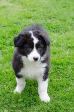 zwarte witte Australische herder pups (geboren op boerderij), Dieren en Toebehoren, CDV (hondenziekte), Particulier, Meerdere