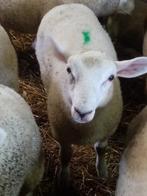 Ooi lammeren swifter en kruising, Dieren en Toebehoren, Schapen, Geiten en Varkens, Vrouwelijk, Schaap, 0 tot 2 jaar