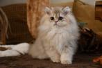 brits langhaar kitten Bleu golden, Dieren en Toebehoren, Kater, Gechipt, 0 tot 2 jaar