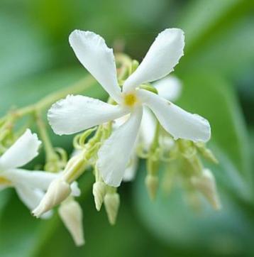 Trachelospermum jasminoides- star of toscane + pink-geurend! beschikbaar voor biedingen