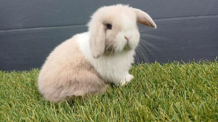 Handtamme raszuivere vrouwelijke minilop konijnen jong, Dieren en Toebehoren, Konijnen, Dwerg, Vrouwelijk, 0 tot 2 jaar, Hangoor