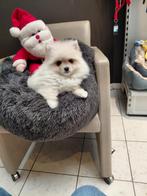 Pomeriaan pups te koop, België, Keeshond, CDV (hondenziekte), 8 tot 15 weken