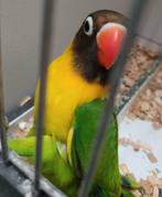 Personata MAN (DNA attest), Mâle, Perroquet nain ou Inséparable, Bagué