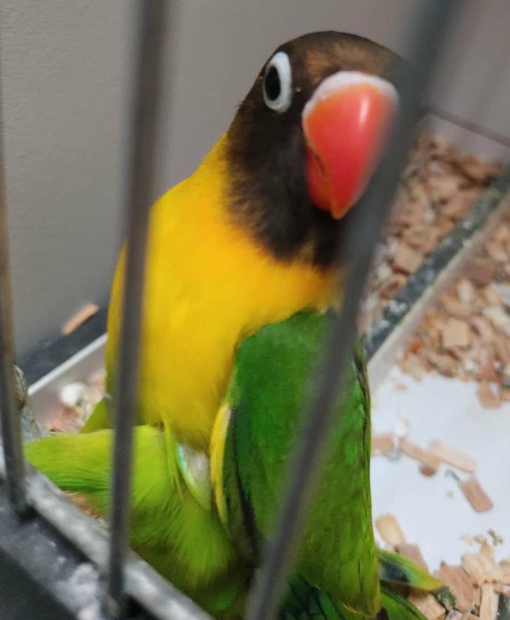 Personata MAN (DNA attest), Dieren en Toebehoren, Vogels | Parkieten en Papegaaien, Dwergpapegaai of Agapornis, Mannelijk, Geringd