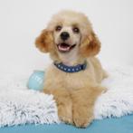"Enzo" Abrikoos kleurige Dwergpoedel - te koop, Poedel, 15 weken tot 1 jaar, Buitenland, CDV (hondenziekte)