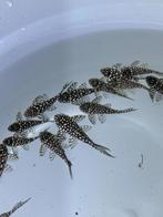 L136B Hypancistrus, Zoetwatervis