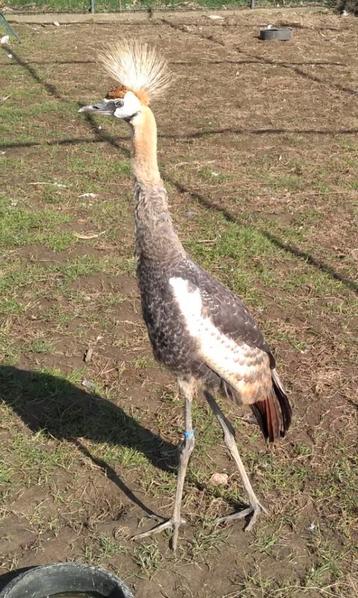 Natuurbroed grijze kroonkraanvogels