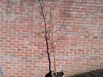 Liquidambar, Tuin en Terras, Planten | Fruitbomen, Ophalen, In pot