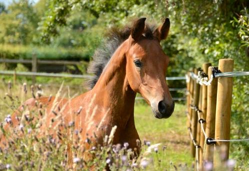 Beloftevol merrieveulen, Dieren en Toebehoren, Paarden en Pony's | Dekhengsten en Fokmerries, Hengst