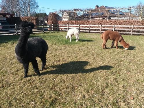 3 alpaca's te koop, Dieren en Toebehoren, Overige Dieren