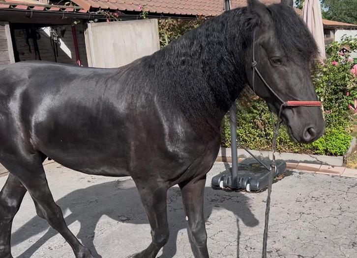 Arabofries, Dieren en Toebehoren, Paarden, Hengst