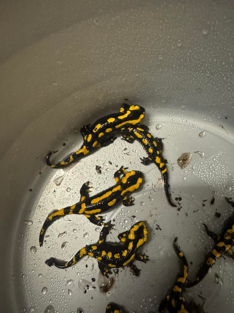 Vuursalamanders salamandra terrestris, Dieren en Toebehoren, Reptielen en Amfibieën, Amfibie