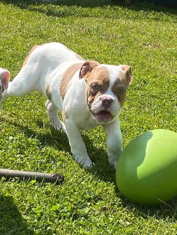 Bulldog (old english) beschikbaar voor biedingen