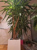 Yucca elephantipes de 2,6 mètres avec pot., Enlèvement