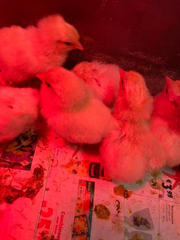 Leghorn kuikens, hennen beschikbaar voor biedingen