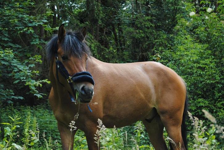 Fantastische all-round D-pony, Dieren en Toebehoren, Pony's, Ruin, L, D pony (1.37m tot 1.48m), Recreatiepony, 3 tot 6 jaar, Met stamboom