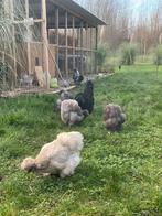 Bevruchte eitjes zijdehoentjes (ouders niet verwant), Dieren en Toebehoren, Pluimvee, Kip