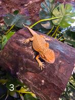 Jonge Baardagaam – Hypo citrus Orange