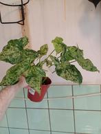 PSYNGONIUM MOJITO groene plant binnendecoratie, Huis en Inrichting, Kamerplanten, Overige soorten, Minder dan 100 cm, Groene kamerplant
