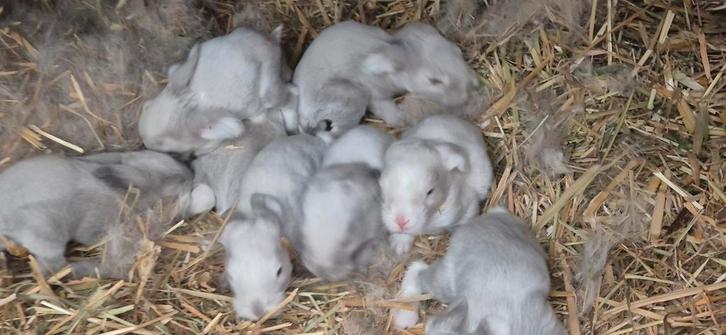 Franse hangoor Sallanderkleur, Dieren en Toebehoren, Konijnen, Middelgroot, Meerdere dieren, 0 tot 2 jaar, Hangoor