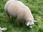 Aangeboden Texelram voor dekdienst of slacht, Dieren en Toebehoren, Mannelijk, Schaap, 0 tot 2 jaar