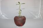 dorstenia gigas, Vetplant, Ophalen of Verzenden, In pot, Minder dan 100 cm