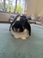 Konijnen, Dieren en Toebehoren, Konijnen